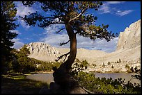 Tree, Timberlane Lake, Mt Whitney. Sequoia National Park ( color)