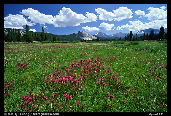 Summer wildflowers and Lembert Dome, Tuolumne Meadows. Yosemite National Park, California, USA.