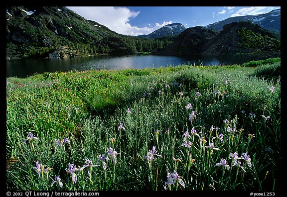 Summer flowers and Lake near Tioga Pass, late afternoon. California, USA (color)