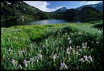 Summer flowers and Lake near Tioga Pass, late afternoon. California, USA ( color)