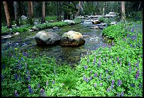 Flowers, creek and rocks, near Tuolumne Meadows. Yosemite National Park, California, USA.