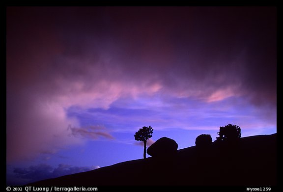 Pine and glacial erratics, dusk, Olmsted point. Yosemite National Park, California, USA.