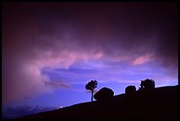 Pine and glacial erratics, dusk, Olmsted point. Yosemite National Park ( color)