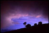 Pine and glacial erratics, dusk, Olmsted point. Yosemite National Park, California, USA.