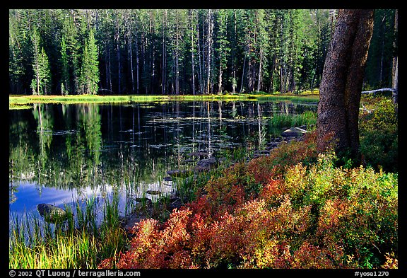 Shrubs in autumn foliage and reflections, Siesta Lake. Yosemite National Park, California, USA.