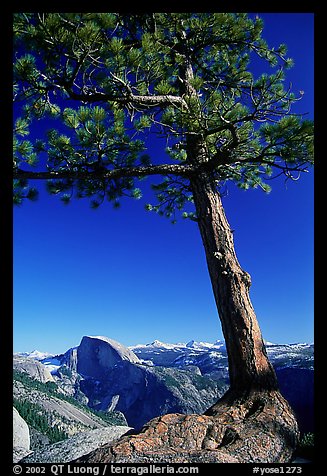 Pine tree and Half-Dome from Yosemite Point, late afternoon. Yosemite National Park, California, USA.