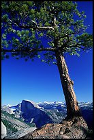 Pine tree and Half-Dome from Yosemite Point, late afternoon. Yosemite National Park, California, USA. (color)