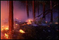 Forest fire. Yosemite National Park, California, USA. (color)