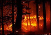 Prescribed fire. Yosemite National Park, California, USA. (color)