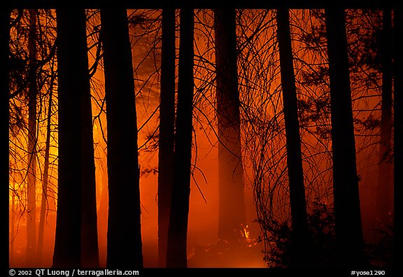 Control burn fire. Yosemite National Park, California, USA.
