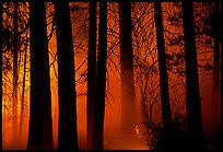 Control burn fire. Yosemite National Park, California, USA.