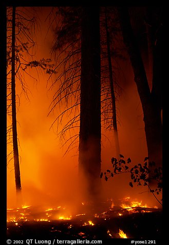 Managed fire. Yosemite National Park (color)