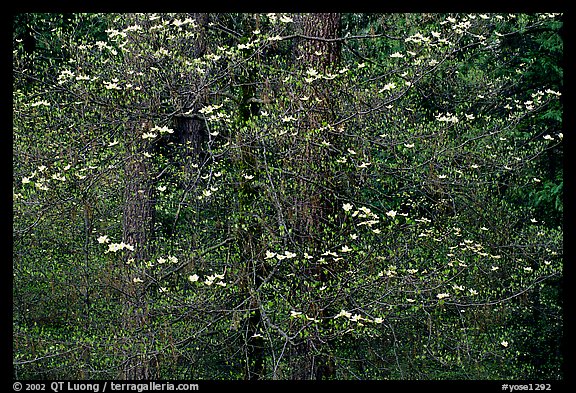 Dogwood flowers. Yosemite National Park, California, USA.