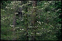 Dogwood flowers. Yosemite National Park ( color)
