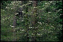 Dogwood flowers. Yosemite National Park, California, USA. (color)