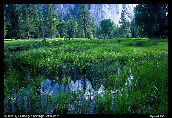 Flooded Meadow below Cathedral Rock in spring. Yosemite National Park
