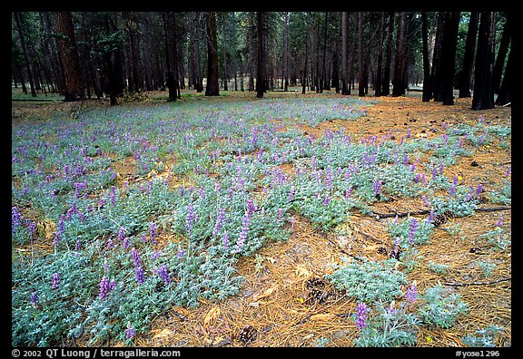 Spring wildflowers and burned trunks in the Valley. Yosemite National Park, California, USA.