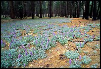 Spring wildflowers and burned trunks in the Valley. Yosemite National Park, California, USA.