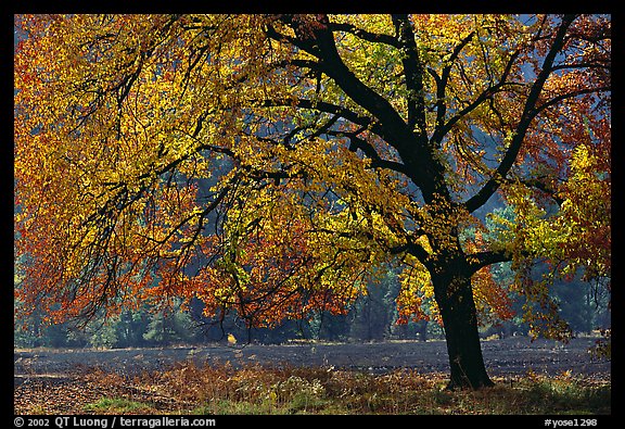 Elm Tree in autumn, Cook meadow. Yosemite National Park, California, USA.