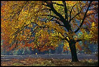 Pictures of Trees