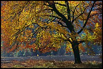 Elm Tree in autumn, Cook meadow. Yosemite National Park, California, USA.