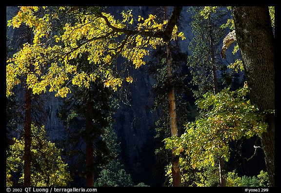 Oaks in autumn in El Capitan meadow. Yosemite National Park, California, USA.