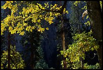 Oaks in autumn in El Capitan meadow. Yosemite National Park, California, USA.