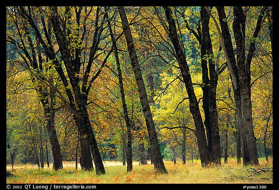 Oaks in fall in El Capitan meadow. Yosemite National Park (color)