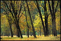 Oaks in fall in El Capitan meadow. Yosemite National Park, California, USA.