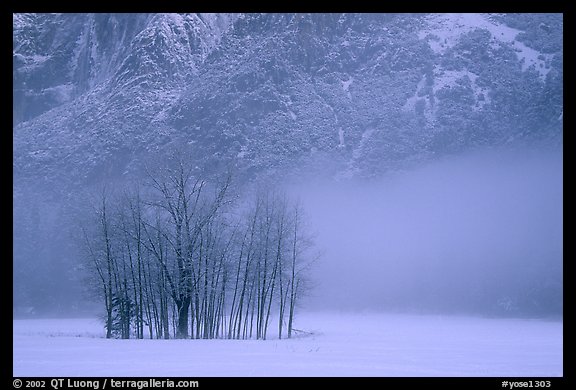 Trees in fog in meadows, early morning. Yosemite National Park, California, USA.
