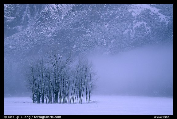 Trees in fog in meadows, early morning. Yosemite National Park, California, USA.