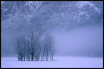 Trees in fog in meadows, early morning. Yosemite National Park, California, USA. (color)