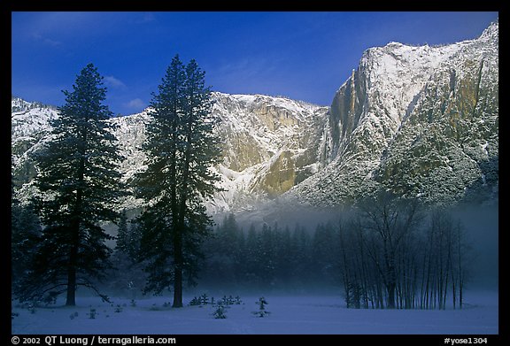 Trees in fog and Yosemite falls, early morning. Yosemite National Park, California, USA.