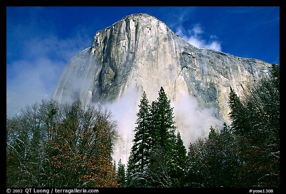 El Capitan, trees and fog, morning. Yosemite National Park (color)