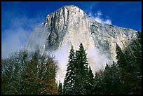 El Capitan, trees and fog, morning. Yosemite National Park, California, USA. (color)
