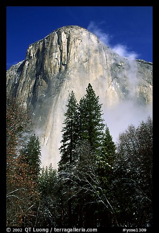 Pine trees and fog, looking up El Capitan. Yosemite National Park, California, USA.