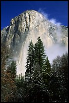 Pine trees and fog, looking up El Capitan. Yosemite National Park, California, USA.