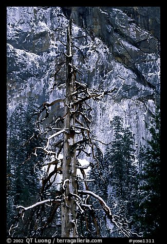 Tree in El Capitan meadows and Cathedral Rocks cliffs, winter. Yosemite National Park, California, USA.