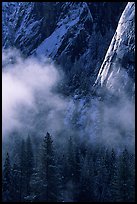 Pines, mist, and Cathedral Rocks. Yosemite National Park, California, USA. (color)