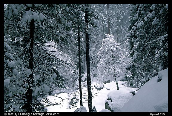 Snowy forest near Vernal Falls. Yosemite National Park, California, USA.