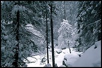 Snowy forest near Vernal Falls. Yosemite National Park, California, USA.