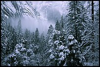 Forest with snow and fog near Vernal Falls. Yosemite National Park, California, USA.