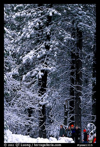 Hikers and snowy trees. Yosemite National Park (color)
