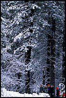 Hikers and snowy trees. Yosemite National Park, California, USA.