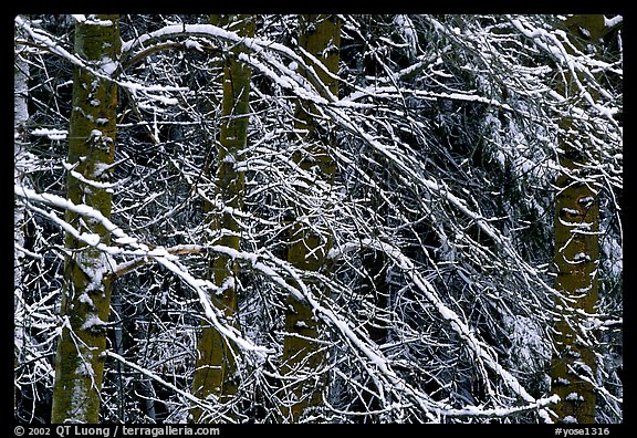 Diagonal pattern of snowy branches. Yosemite National Park, California, USA.