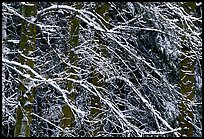 Diagonal pattern of snowy branches. Yosemite National Park, California, USA.
