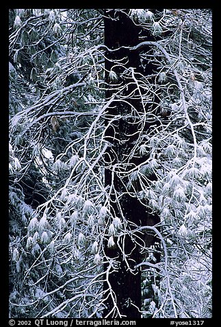 Tree with branches covered by snow. Yosemite National Park (color)