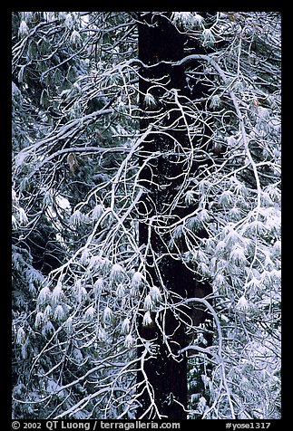 Tree with branches covered by snow. Yosemite National Park, California, USA.