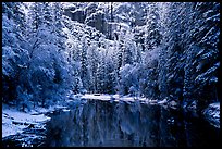 Winter Reflections in Merced River at the base of El Capitan, early morning. Yosemite National Park, California, USA.