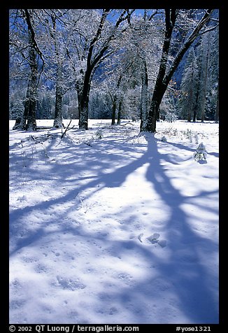 Shadows on snow of oaks trees, El Capitan meadows, winter. Yosemite National Park, California, USA.